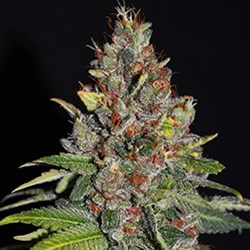 G13 Labs Seeds Tropical Punch